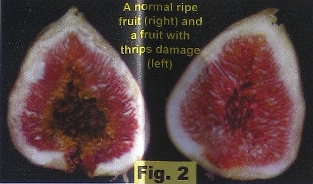 D�g�ts des thrips � l'int�rieur des figues m�res 