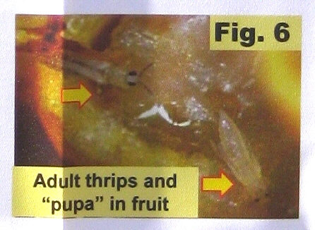 Adulte et pupe de thrips � l'int�rieur d'une figue