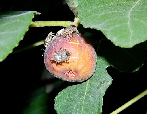Halyomorpha halys St�l (punaise marbr�e) sur figue, aux Etats-Unis