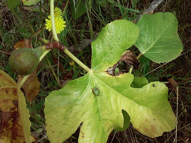 Nezara viridula L. : trois larves se nourrissant dans le limbe d'une feuille de figuier