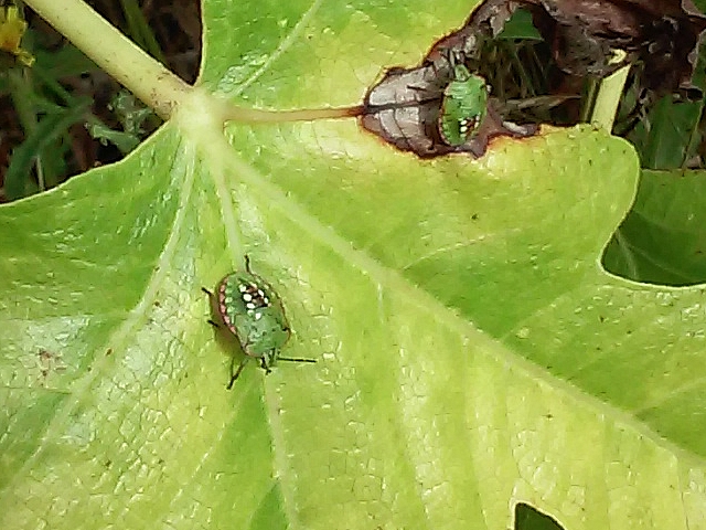 Nezara viridula L. : deux larves se nourrissant dans le limbe d'une feuille de figuier