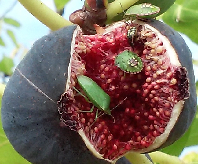 Nezara viridula L. : adulte et larves � diff�rents stades se nourrissant � l'int�rieur d'une figue ouverte