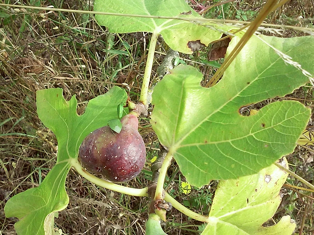 Nezara viridula L. : adulte se nourrissant � travers l'�piderme d'une figue m�re non ab�m�e