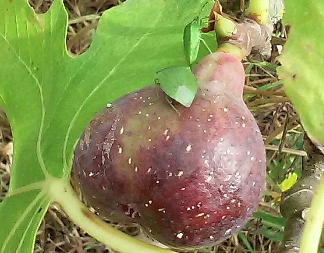 Nezara viridula L. : adulte se nourrissant � travers l'�piderme d'une figue m�re non ab�m�e