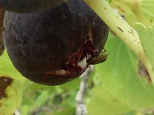 Nezara viridula L. sur figue : larve se nourrissant dans l'ostiole dilat�