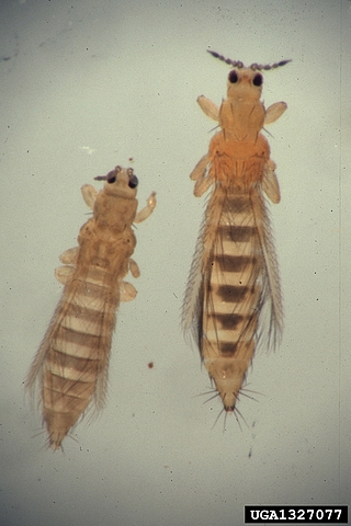 Les deux esp�ces de thrips qui infestent les figues en Isra�l