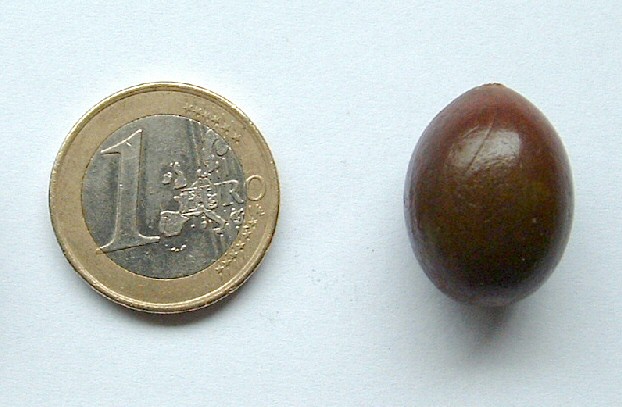 Cephalotaxus harringtonia var. drupacea : fruit m�r 