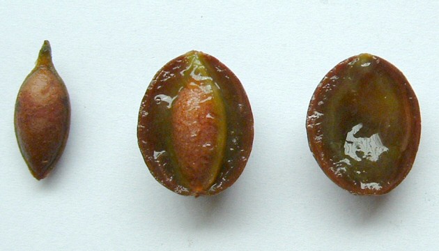 Cephalotaxus harringtonia var. drupacea : int�rieur du fruit m�r et noyau