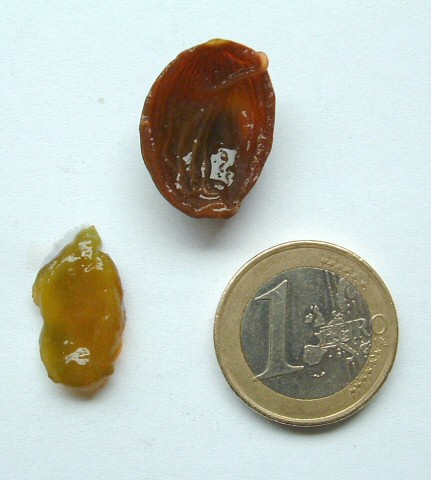 Cephalotaxus harringtonia var. drupacea : rapport peau/pulpe du fruit m�r