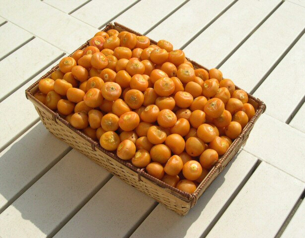 Butia capitata (Mart.) Becc.: fruits m�rs.