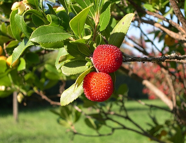Arbutus unedo var. compacta : fruits m�rs