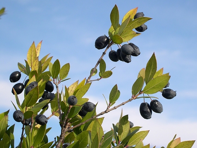 Myrtus communis L. : fruits m�rs (forme � gros fruits).