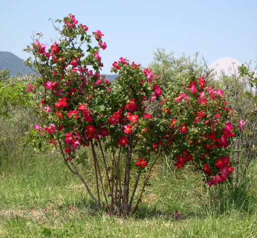 Rosa x gallica 'Scharlachglut' : touffe