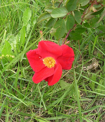Rosa x gallica 'Scharlachglut' : fleur
