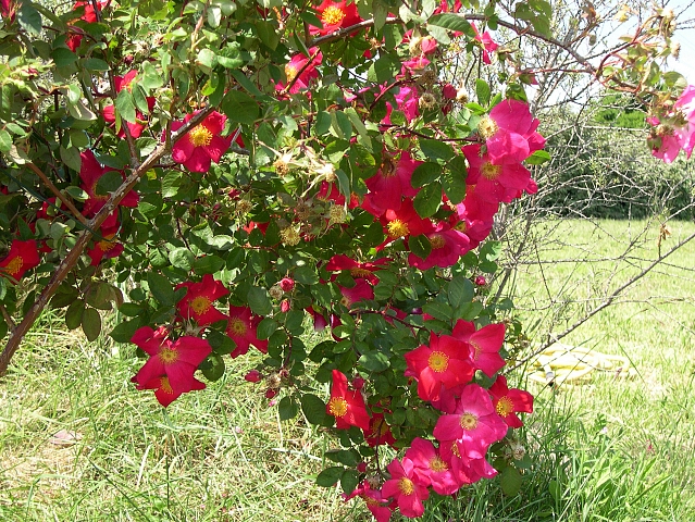 Rosa x gallica 'Scharlachglut' : floraison