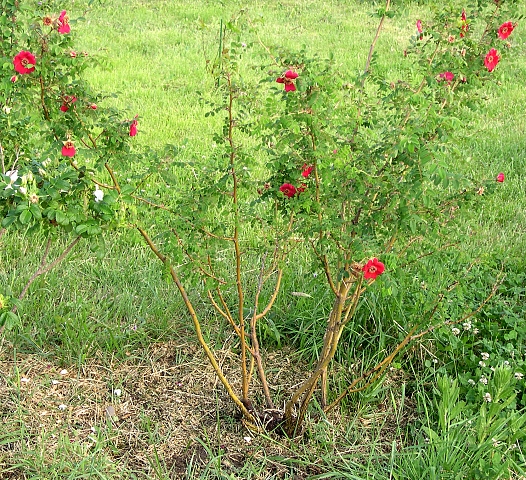 Rosa moyesii : touffe