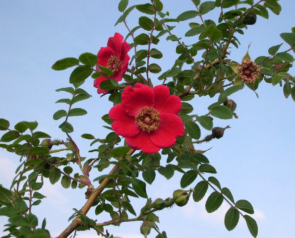 Rosa moyesii : fleurs