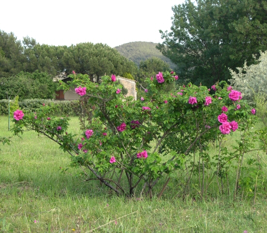 Rosa x rugosa 'Hansa' : touffe