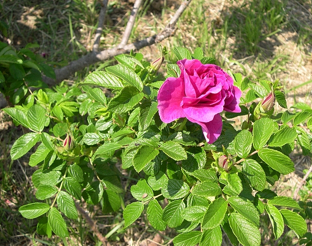Rosa x rugosa 'Hansa' : feuillage et fleur