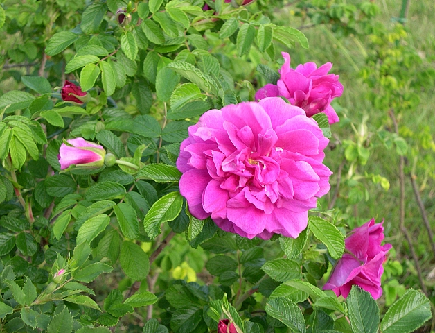 Rosa x rugosa 'Hansa' : fleur