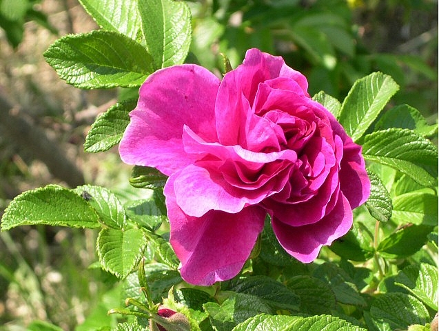 Rosa x rugosa 'Hansa' : fleur