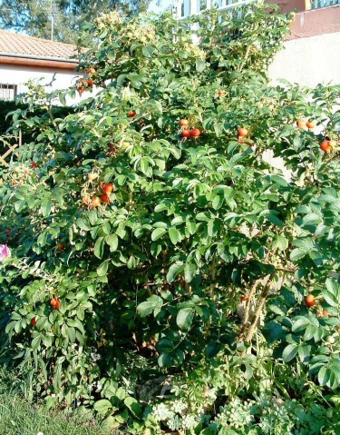 Rosa rugosa 'Juliette' : touffe bien �tablie