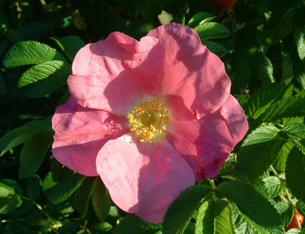 Rosa rugosa 'Juliette' : fleur