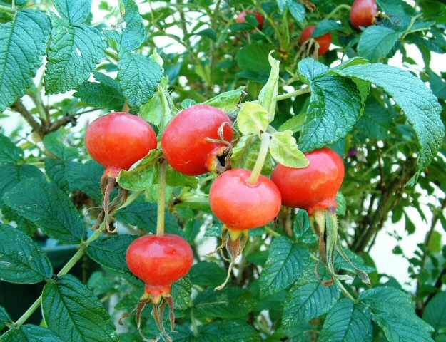 Rosa rugosa  'Juliette' : fructification