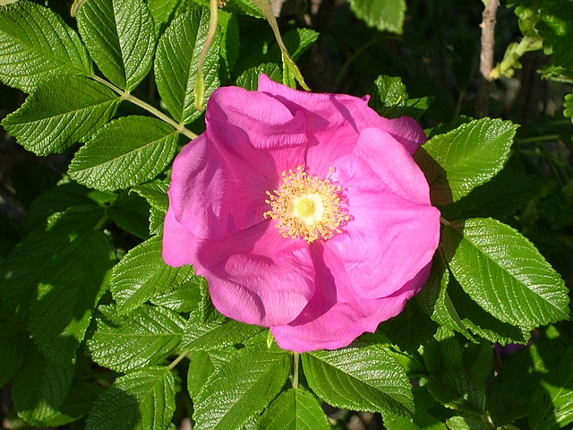 Rosa rugosa 'Scabrosa' : fleur