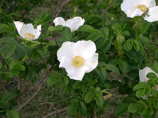 Rosa rugosa var. alba : floraison