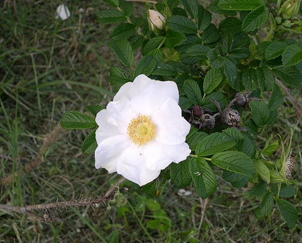 Rosa rugosa var. alba : fleur