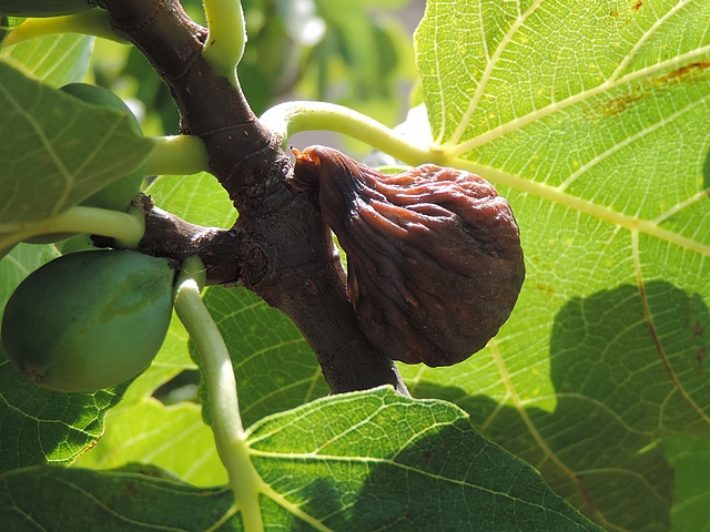 Figue faussement m�re en cours de dess�chement (figue fleur, vari�t� 'Grise de La Saint-Jean')