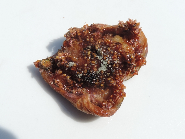 Int�rieur d'une figue faussement m�re en cours de dess�chement sur l'arbre (figue fleur, vari�t� 'Grise de La Saint-Jean')