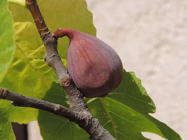 Figue faussement m�re 