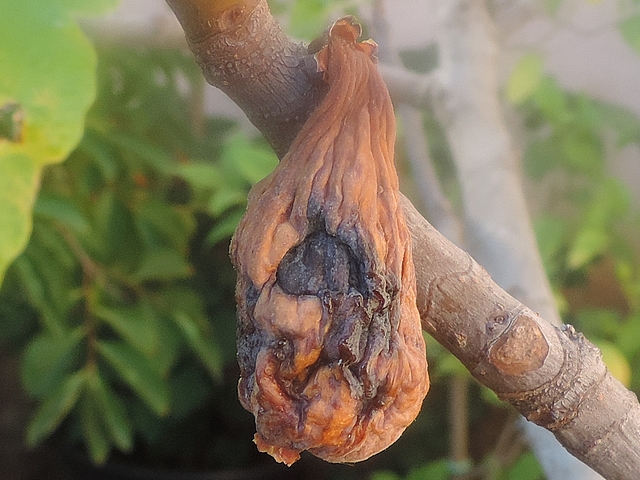 Figue faussement m�re en cours de dess�chement (figue fleur, vari�t� 'Grise de La Saint-Jean')