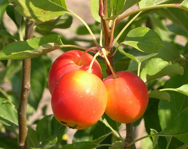 Malus John Downie : fruits m�rs
