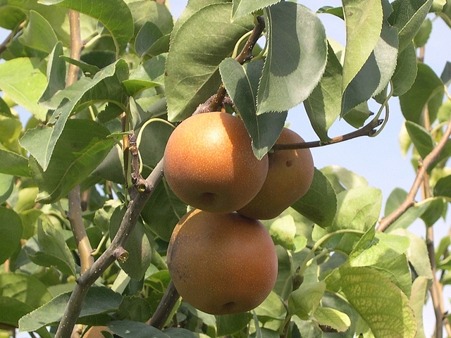 Pyrus pyrifolia ' Kumo� ' : fruits m�rs