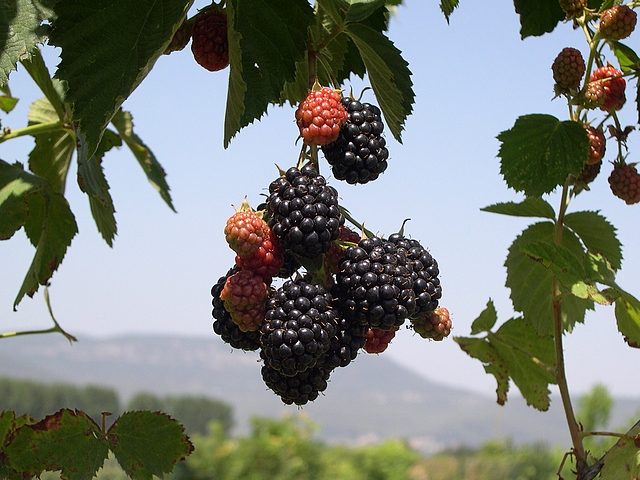 Rubus fruticosus 'Hull' : fruits