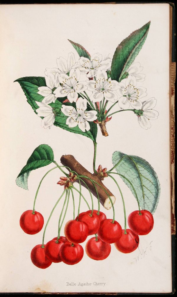 Cerise Belle Agathe (The Florist and Pomologist - Robert Hogg - 1863)