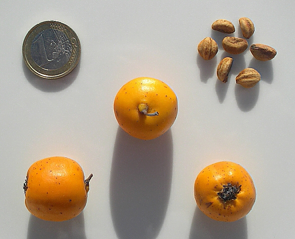 Crataegus mexicana Mo�ino et Sess� : le fruit.