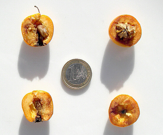 Crataegus mexicana Mo�ino et Sess� : int�rieur du fruit.