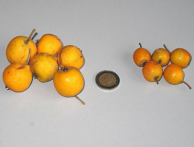 Crataegus mexicana Mo�ino et Sess� : fruits de deux vari�t�s.