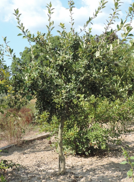 Crataegus mexicana Mo�ino et Sess� (Manzanille).