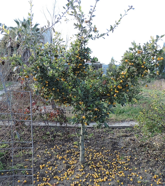 Crataegus mexicana Mo�ino et Sess� : fructifcation.