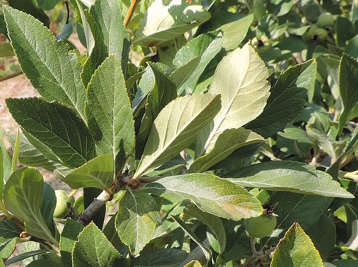 Crataegus mexicana Mo�ino et Sess� : feuilles du type tr�s majoritare sur le plant.
