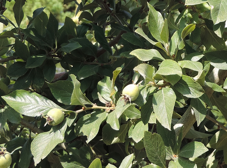 Crataegus mexicana Mo�ino et Sess� : feuillage ; fruits en formation.