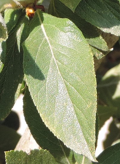 Crataegus mexicana Mo�ino et Sess� : feuille type de l'esp�ce.