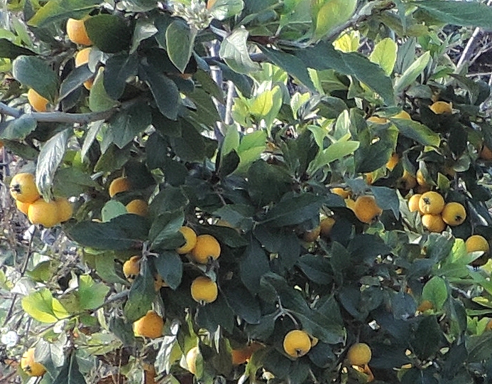 Crataegus mexicana Mo�ino et Sess� : fruits m�rs.