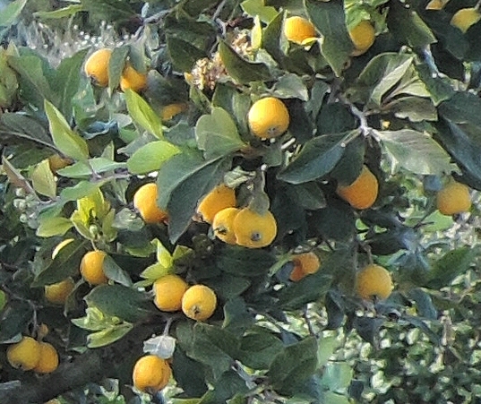 Crataegus mexicana Mo�ino et Sess� : fruits m�rs.