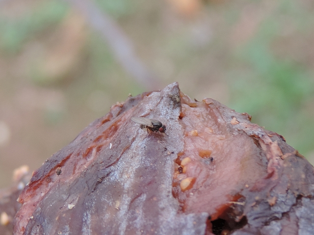 Drosophila sp. sur figue en surmaturit� avanc�e